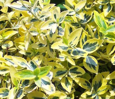 Euonymus Japonicus v